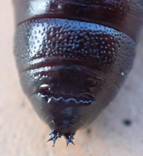 Phalera bucephala